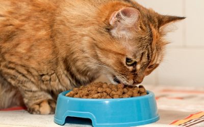 Pros and Cons of Homemade Cat Food