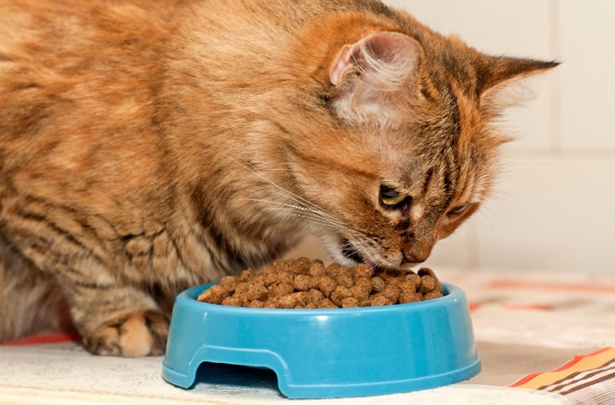 Pros and Cons of Homemade Cat Food